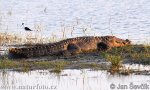 Krokodíl bahenný