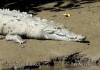 Krokodíl dlhohlavý
