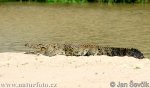 Krokodýl bahenní