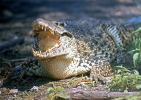 Krokodýl kubánský (Crocodylus rhombifer)