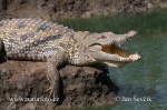 Krokodýl nilský