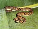Křovinář sametový (Bothrops atrox)