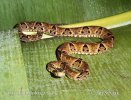 Křovinář sametový (Bothrops atrox)