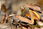 Kudlanka (Deroplatys dessicata)