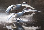 Labuť velká (Cygnus olor)