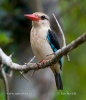 Ledňáček senegalský (Halcyon senegalensis)