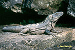 Leguán černý (Ctenosaura similis)