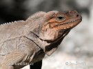 Leguán nosorohý (Cyclura cornuta)