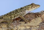 Leguánek (Anolis pentaprion)