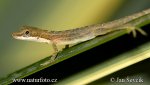 Leguánek (Anolis limnifrons)