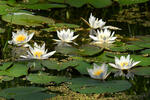 leknin (Nymphaea candida)