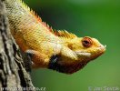 Lepoještěr pestrý (Calotes versicolor)