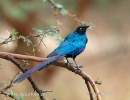 Leskoptev dlouhoocasá (Lamprotornis caudatus)