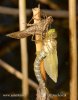 Líhnutí vážky (Odonata sp.)