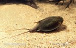 Listonoh letní (Triops cancriformis)