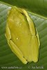 Listovnice Spurrellova (Agalychnis spurrelli)