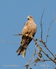 Luňák žlutozobý (Milvus migrans aegyptius)