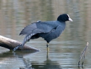 Lyska černá (Fulica atra)