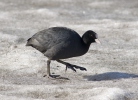 Lyska černá (Fulica atra)