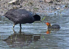 Lyska černá (Fulica atra)