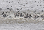 Lyska černá (Fulica atra)