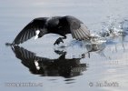 Lyska černá (Fulica atra)