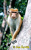 Makak bandar (Macaca sinica)