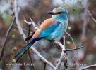 Mandelík sahelský (Coracias abyssinica)