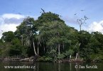 Mangrove NP Morrocoy (<em>VA</em>)