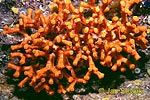 Mechovka korálovitá (Myriapora truncata)