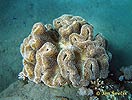 Měkký korál