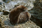 Mink (Mustela vison)