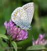 Modráčik obyčajný (Polyommatus icarus)