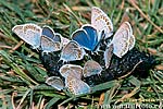 Modrásek obecný (Lycaeides idas)