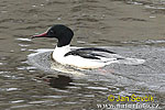 Morčák velký (Mergus merganser)