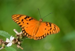 Motýl (Agraulis vanillae)