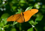 Motýl (Dryas iulia)