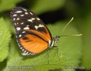 Motýl (Heliconius hecale)