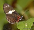 Motýl (Heliconius doris)