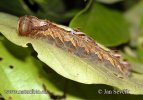 Motýl (Morpho sp.)