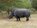 Nosorožec tuponosý biely