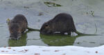 Nutria riečna