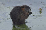 Nutria riečna