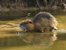 Nutria riečna