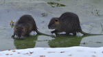 Nutria riečna