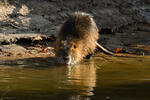 Nutria riečna