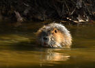 Nutria riečna