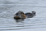 Nutria riečna