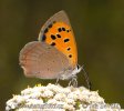 Ohniváček černokřídlý (Lycaena phlaeas)