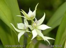 Orchidej (Encyclia fragrans.)